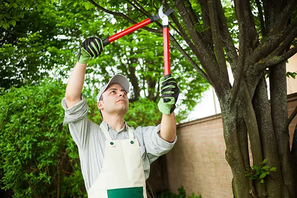 Tree Care